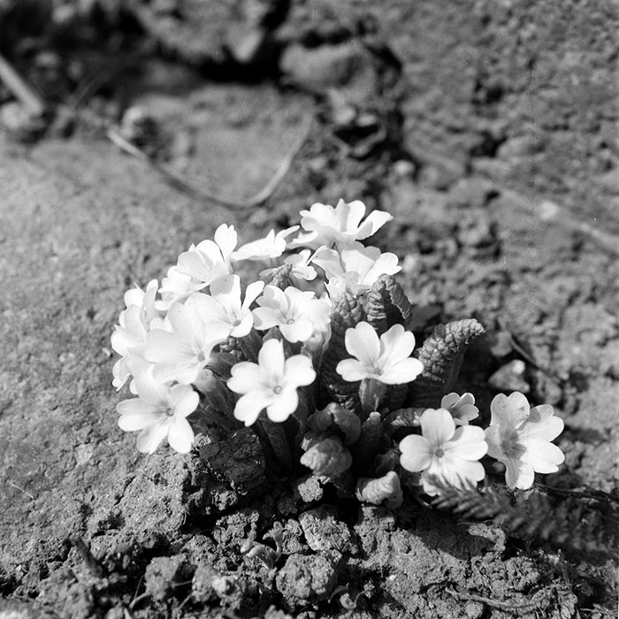 minerva_1984_c1_c10r1_007