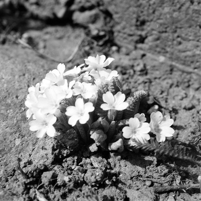 minerva_1984_c1_c10r1_008