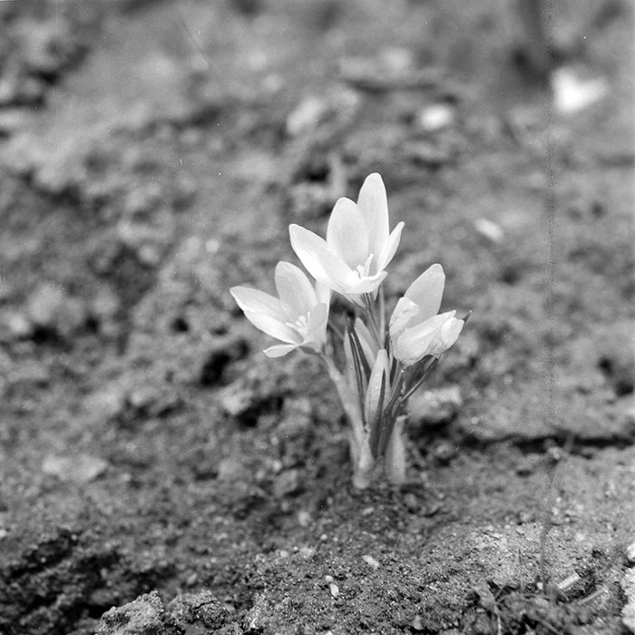 minerva_1984_c1_c10r1_009