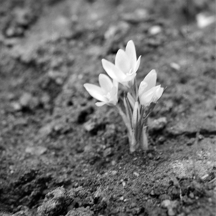 minerva_1984_c1_c10r1_010