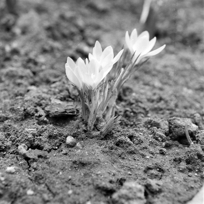 minerva_1984_c1_c10r1_011