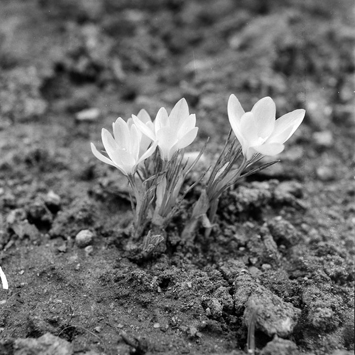 minerva_1984_c1_c10r1_012