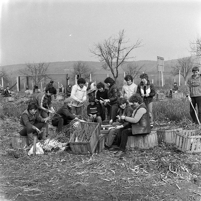 minerva_1984_c1_c4r1_012