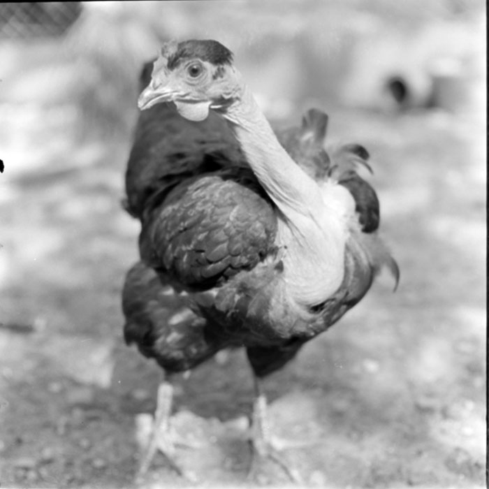 minerva_1984_c1_c7r1_001