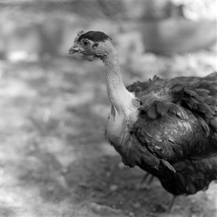 minerva_1984_c1_c7r1_002