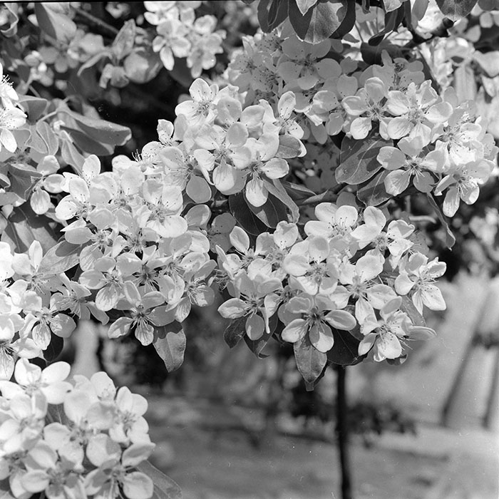 minerva_1984_c1_c7r1_003