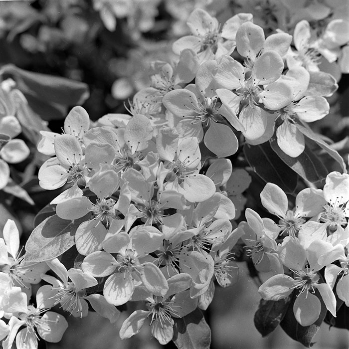 minerva_1984_c1_c7r1_004