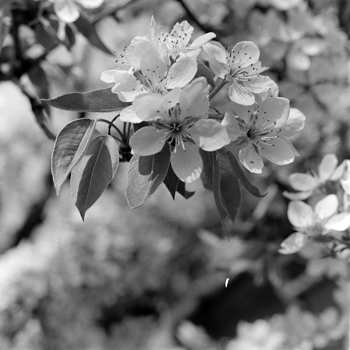 minerva_1984_c1_c7r1_005