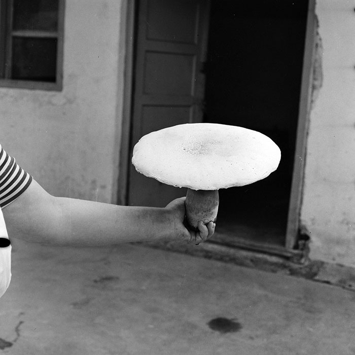 minerva_1984_c2_c1r4_002