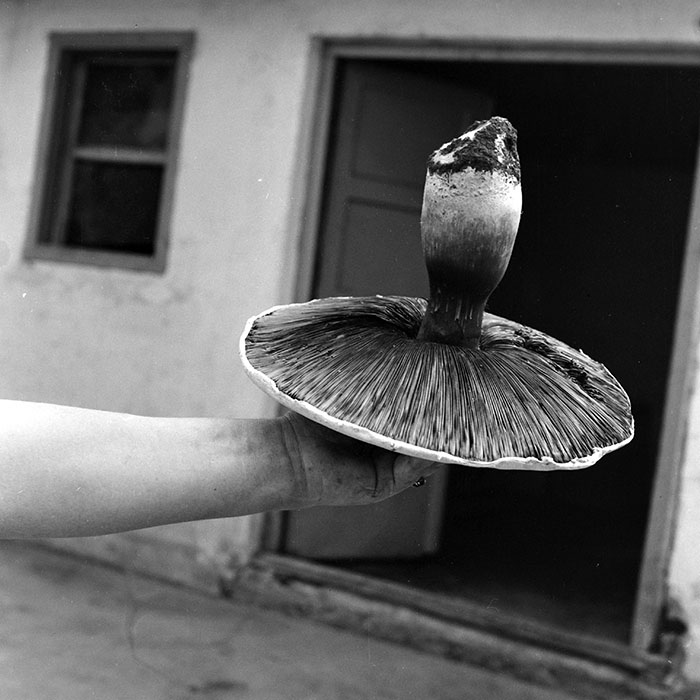 minerva_1984_c2_c1r4_003