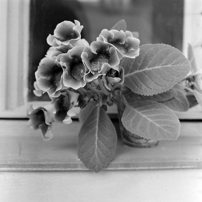 minerva_1984_c2_c1r4_005