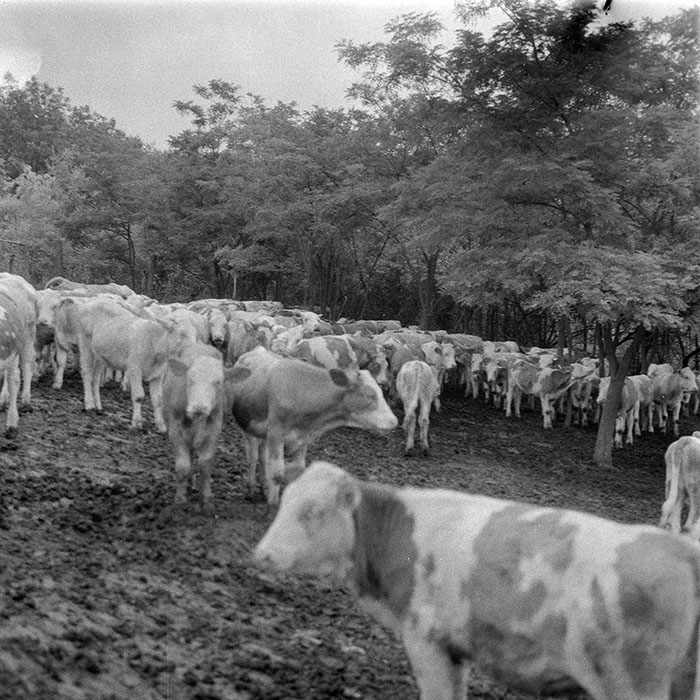 minerva_1984_c2_c2r2_012