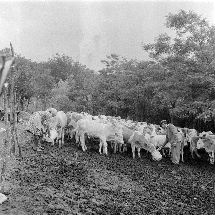 minerva_1984_c2_c2r2_013