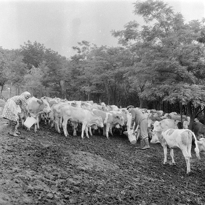 minerva_1984_c2_c2r2_014