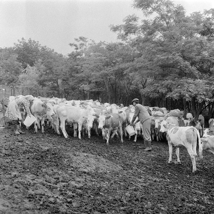 minerva_1984_c2_c2r2_015