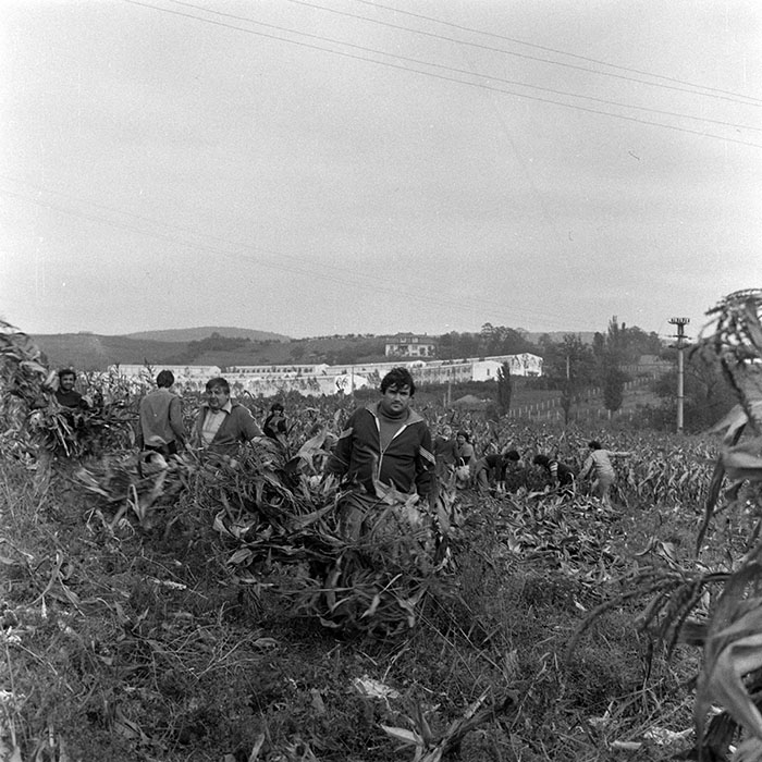 minerva_1984_c2_c7r2_021