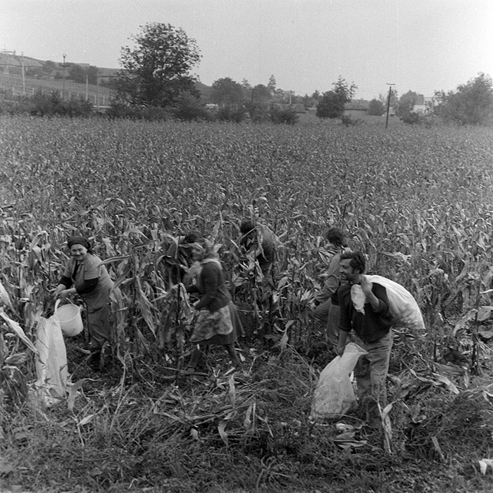 minerva_1984_c2_c7r2_025