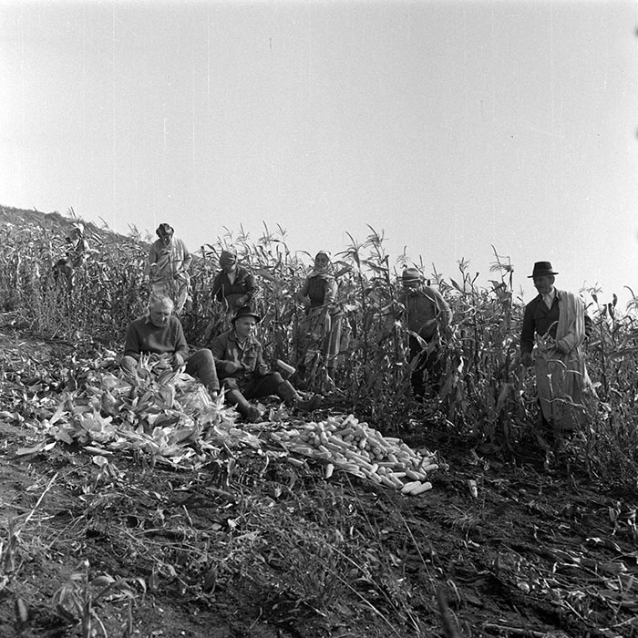 minerva_1984_c2_c7r2_033