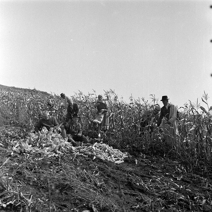 minerva_1984_c2_c7r2_036