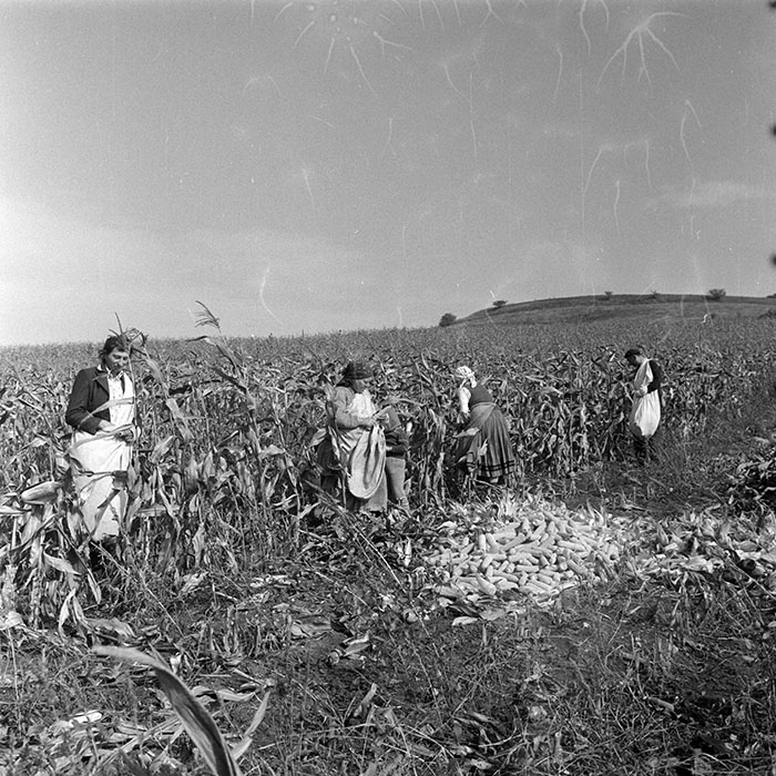 minerva_1984_c2_c7r2_037