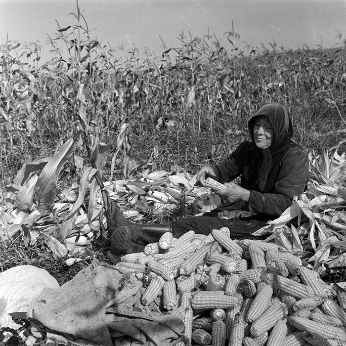 minerva_1984_c2_c7r2_039