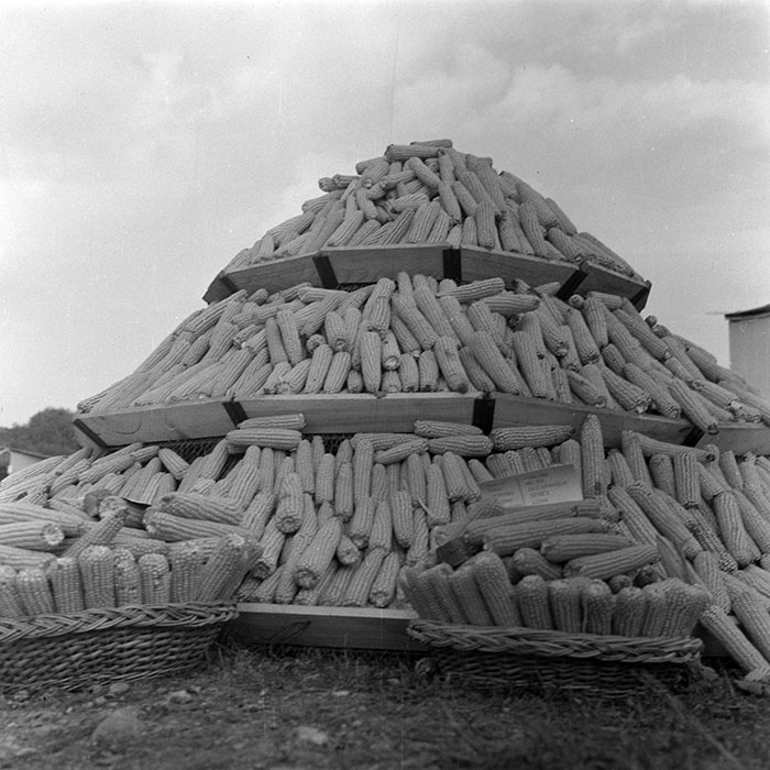 minerva_1984_c2_c7r4_016