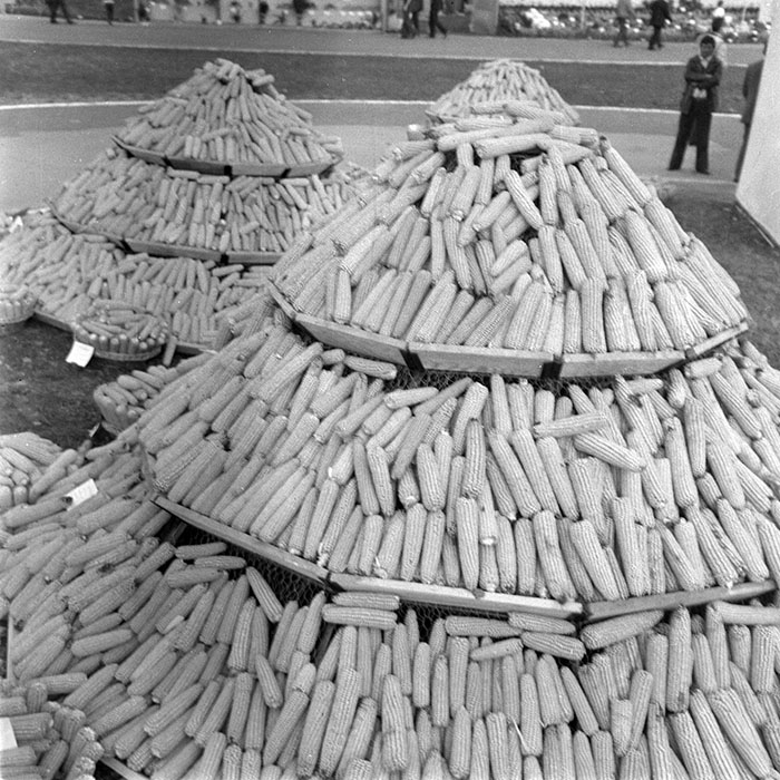 minerva_1984_c2_c7r4_017