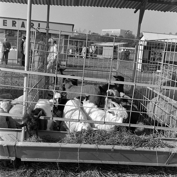 minerva_1984_c2_c7r4_031