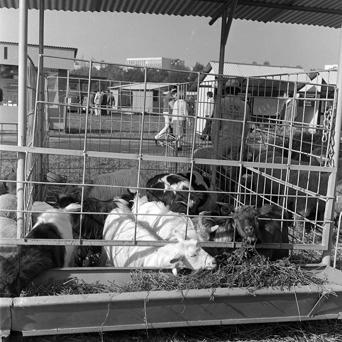 minerva_1984_c2_c7r4_032