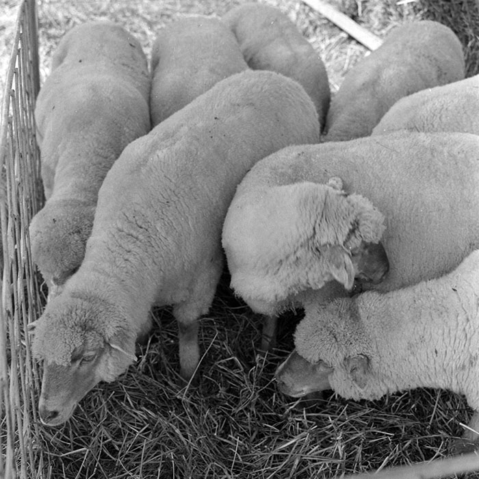 minerva_1984_c2_c7r4_045