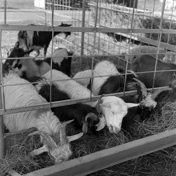 minerva_1984_c2_c7r4_046