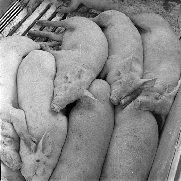 minerva_1984_c2_c7r4_048