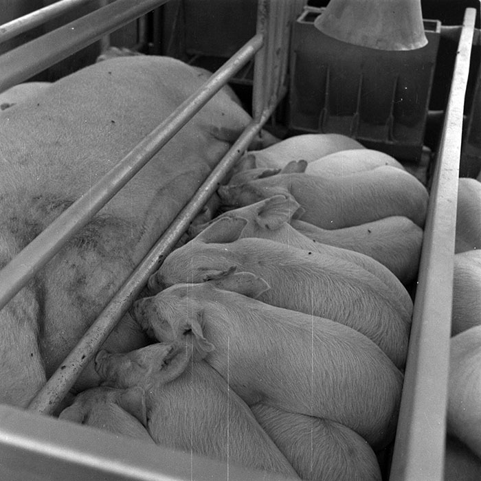 minerva_1984_c2_c7r4_049