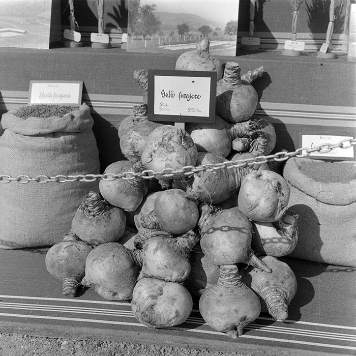 minerva_1984_c2_c7r4_050