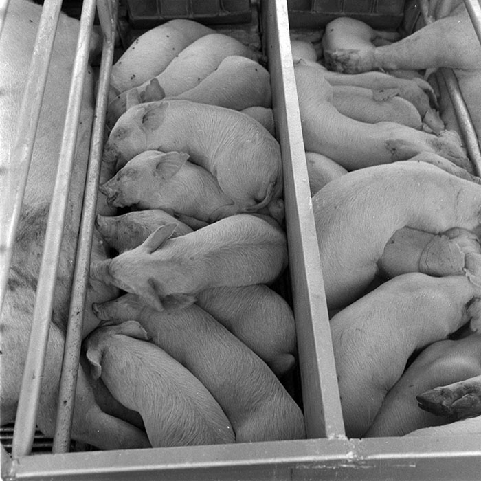 minerva_1984_c2_c7r4_051