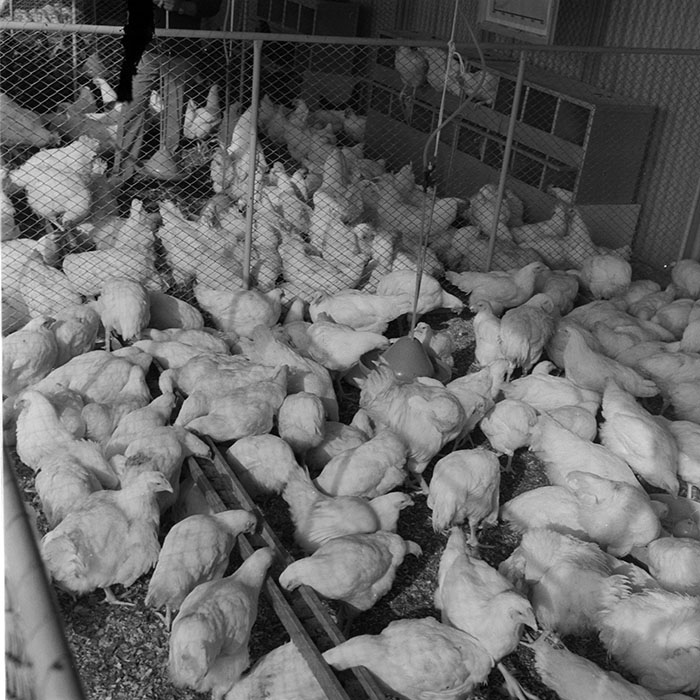 minerva_1984_c2_c7r5_018