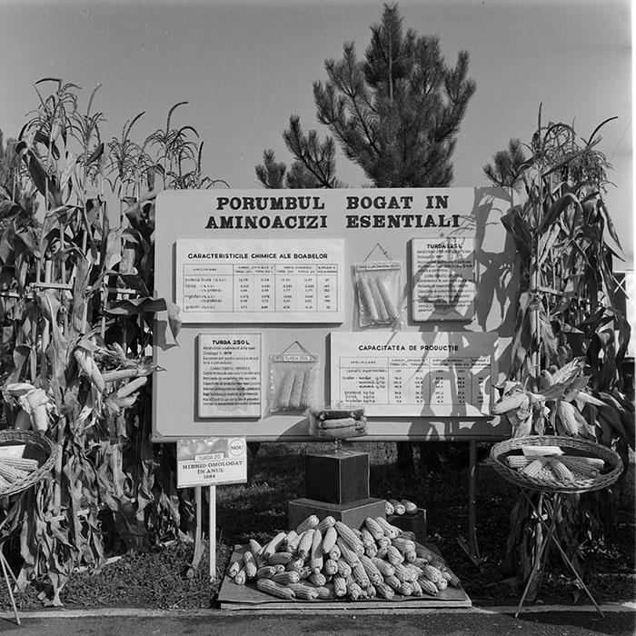 minerva_1984_c2_c7r5_049