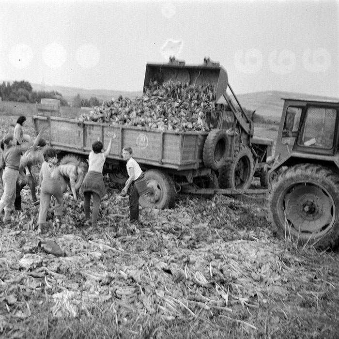 minerva_1984_c2_c8r1_007