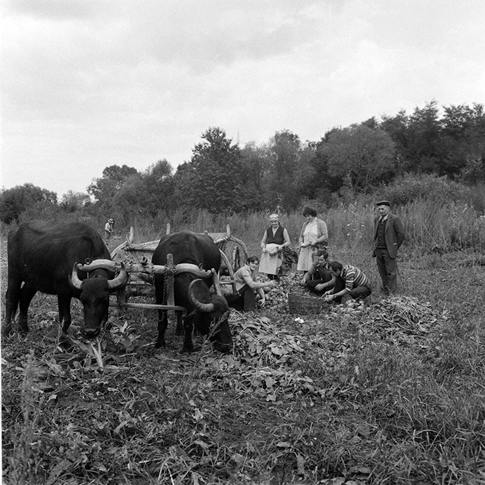 minerva_1984_c2_c8r1_015