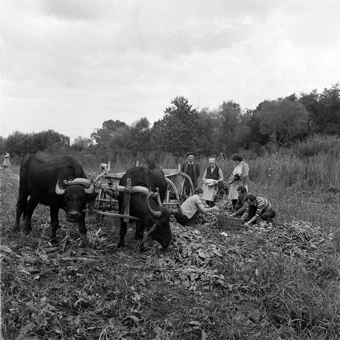 minerva_1984_c2_c8r1_016