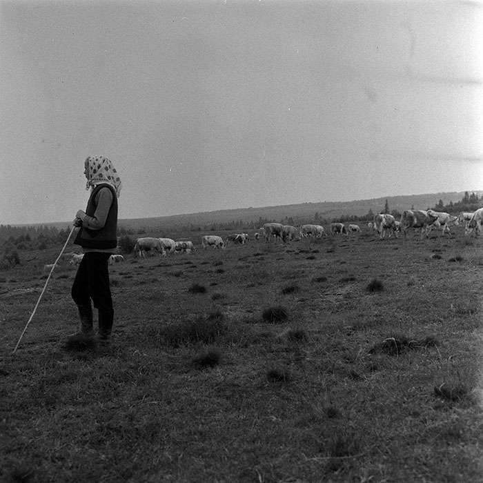 minerva_1985_c1_c10r4_006