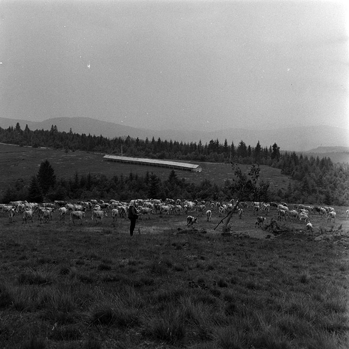 minerva_1985_c1_c10r4_011