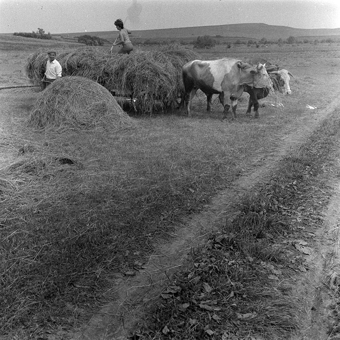 minerva_1985_c1_c10r4_013