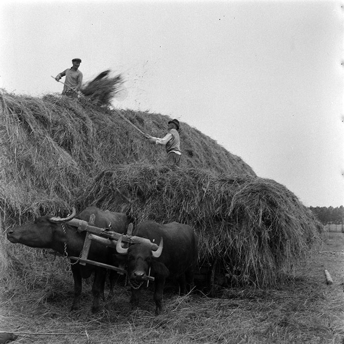 minerva_1985_c1_c10r4_018