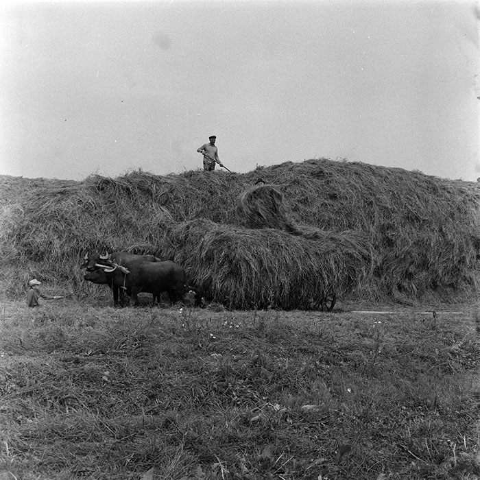 minerva_1985_c1_c10r4_020