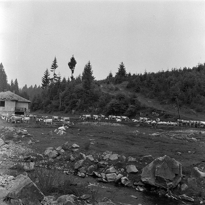 minerva_1985_c1_c10r4_026