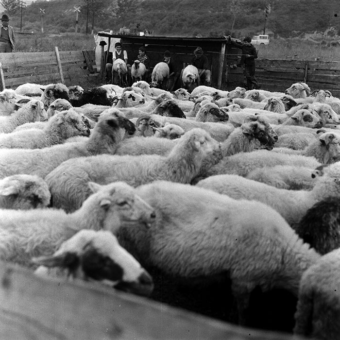 minerva_1985_c1_c10r4_035