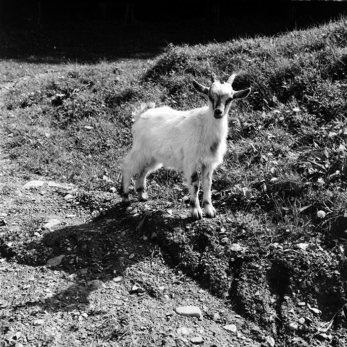 minerva_1985_c1_c4r3_002