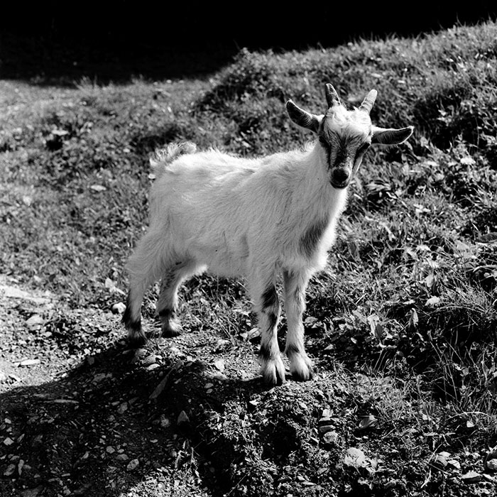 minerva_1985_c1_c4r3_003