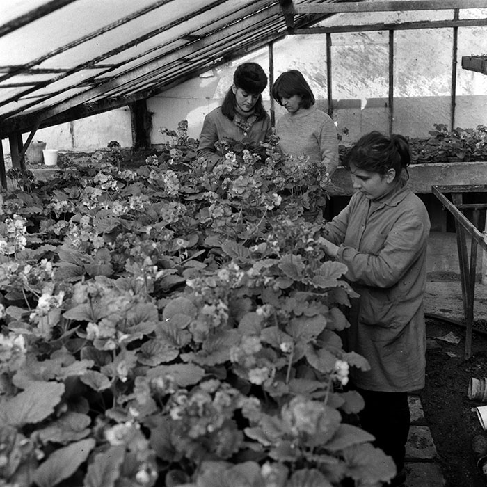 minerva_1985_c1_c5r1_002